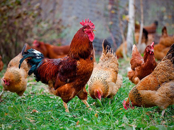 Породы куриц | ЗооТом - продажа, вязка и услуги для животных в Первоуральске