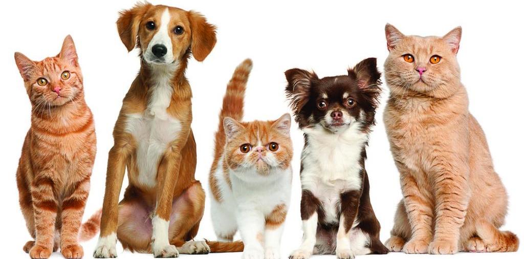 Доска объявлений о животных | ЗооТом - продажа, вязка и услуги для животных в Первоуральске