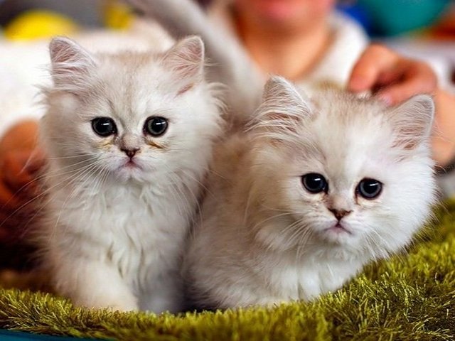 Породы кошек в Первоуральске | ЗооТом портал о животных
