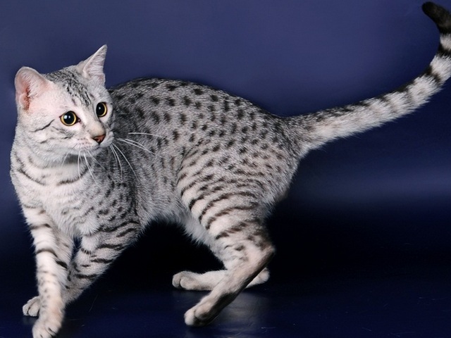 Породы кошек в Первоуральске | ЗооТом портал о животных