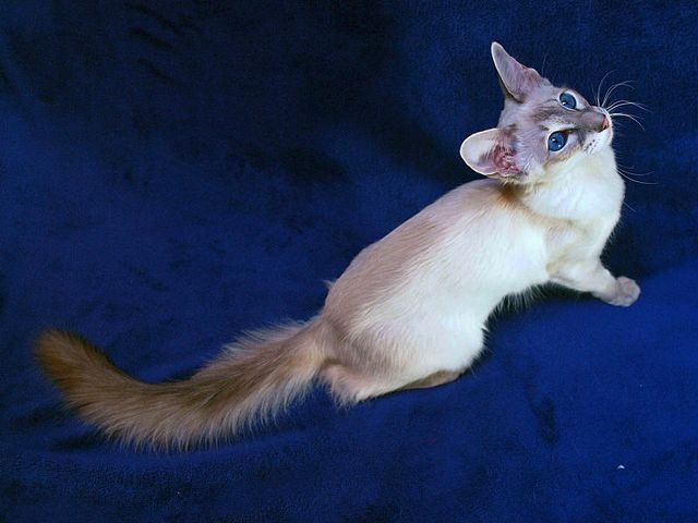 Выведенные породы кошек в Первоуральске | ЗооТом портал о животных