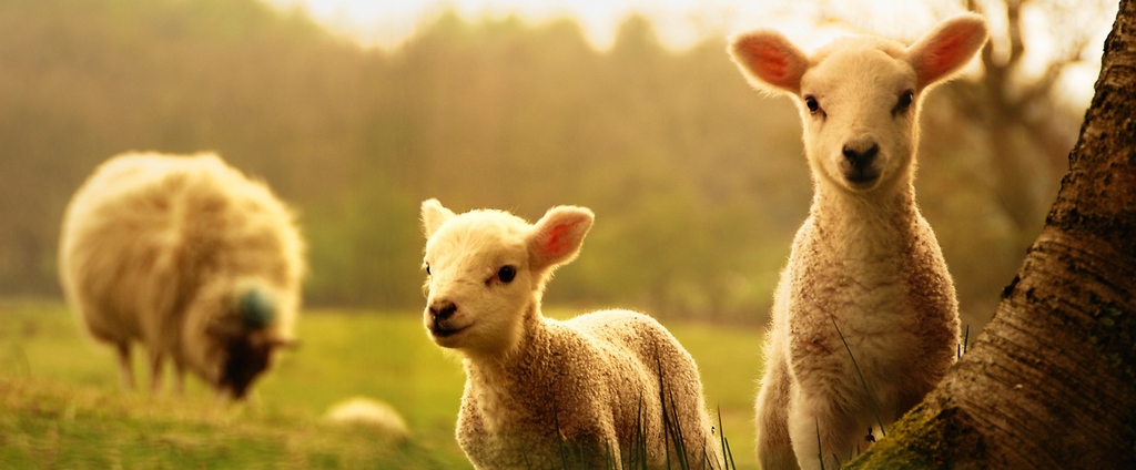 Объявления о сельскохозяйственных животных | ЗооТом - продажа, вязка и услуги для животных в Первоуральске