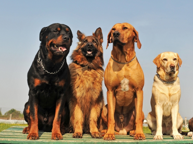 Крупные породы собак в Первоуральске | ЗооТом портал о животных